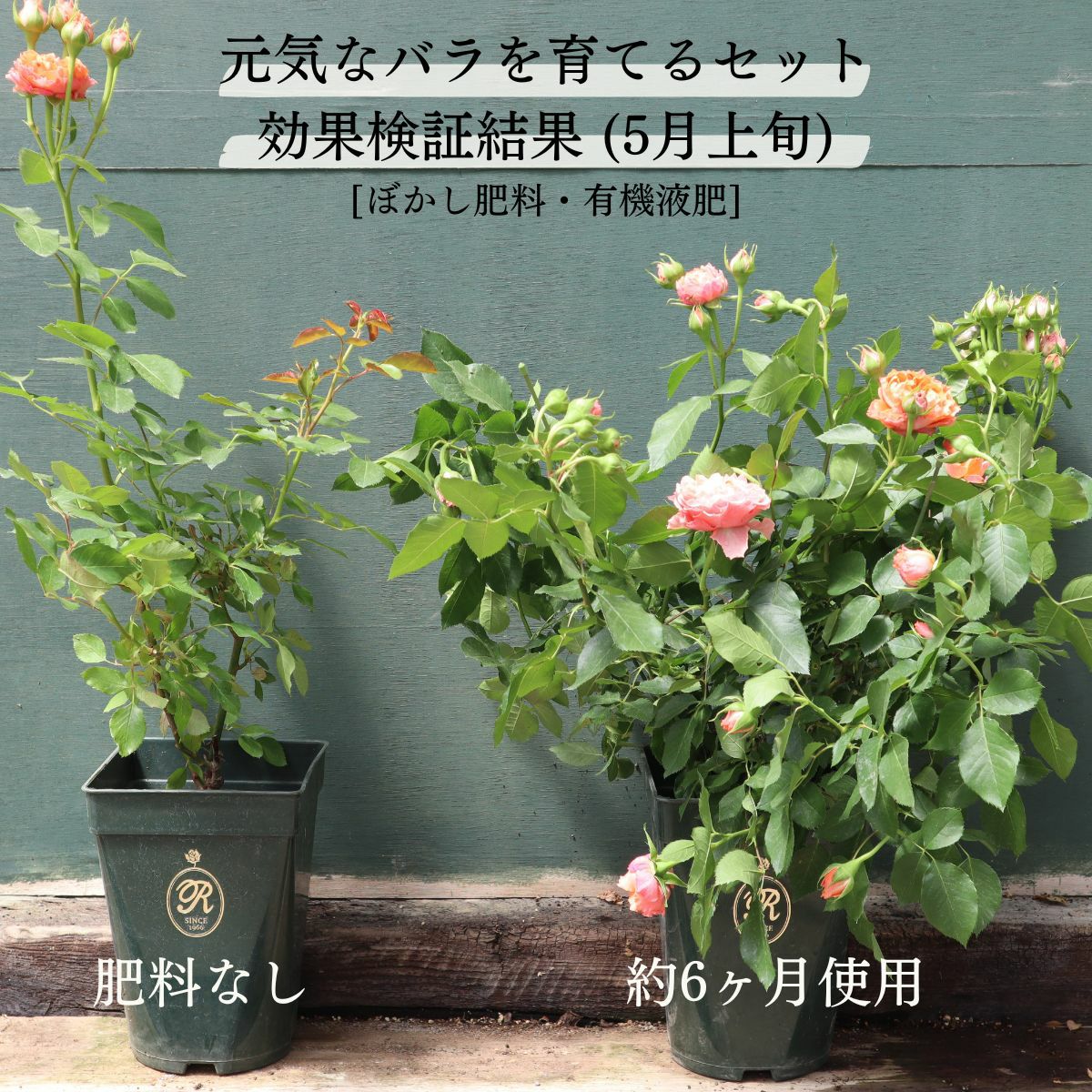 バラ専用オリジナル園芸資材 3点セット