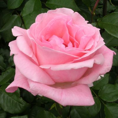 バラ苗 【クイーンエリザベス (クィーンエリザベス)】 (アウトレット苗