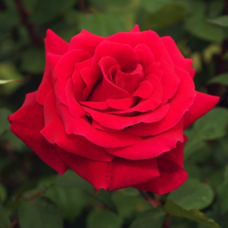 予約苗 バラ苗 【ミスターリンカーン】 (大苗) ハイブリッドティー