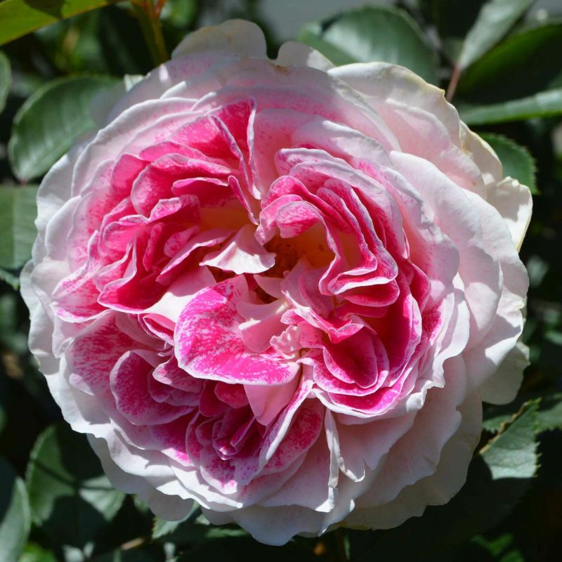 予約苗 バラ苗 【ホリデーアイランドピオニー】 (大苗) ハイブリッド