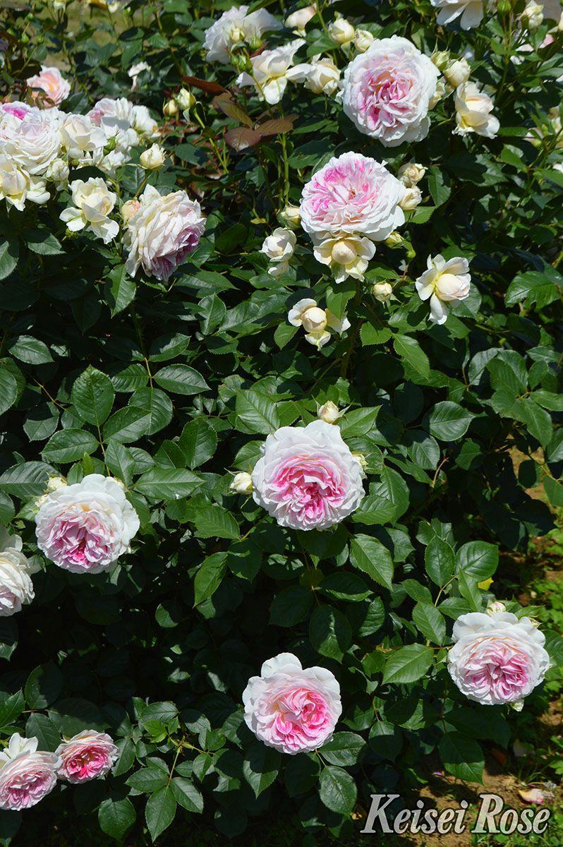 バラ苗ホリデーアイランドピオニー