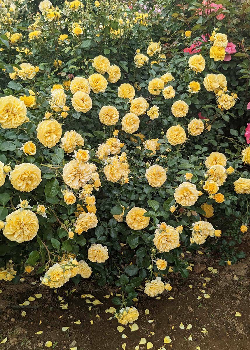 バラ苗ポラリスアルファ