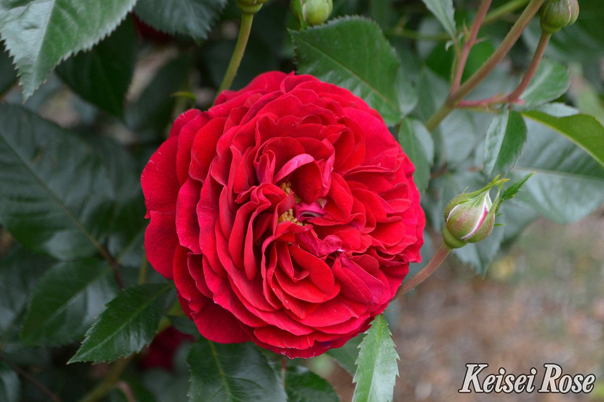 バラ苗ディープボルドー