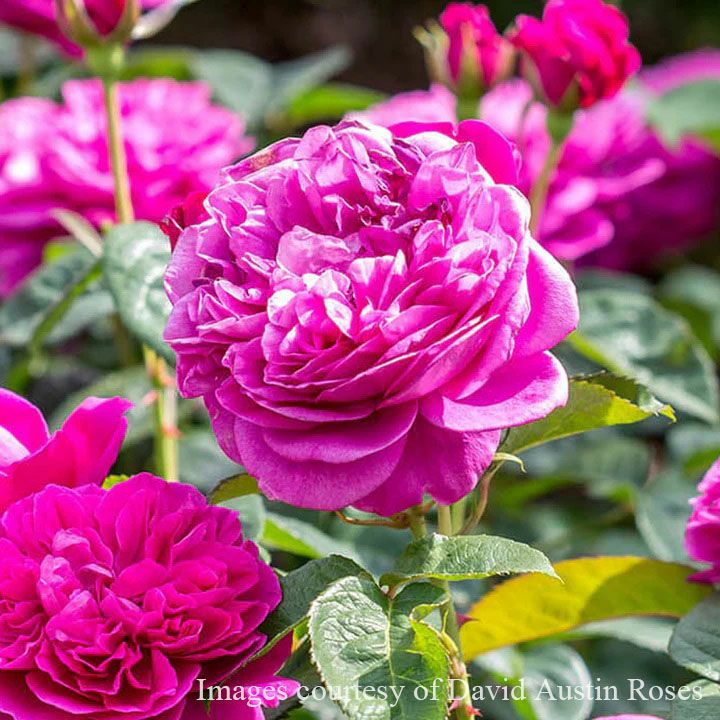 バラ苗ジェームズＬオースチン