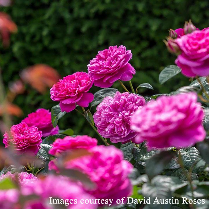 バラ苗ジェームズＬオースチン