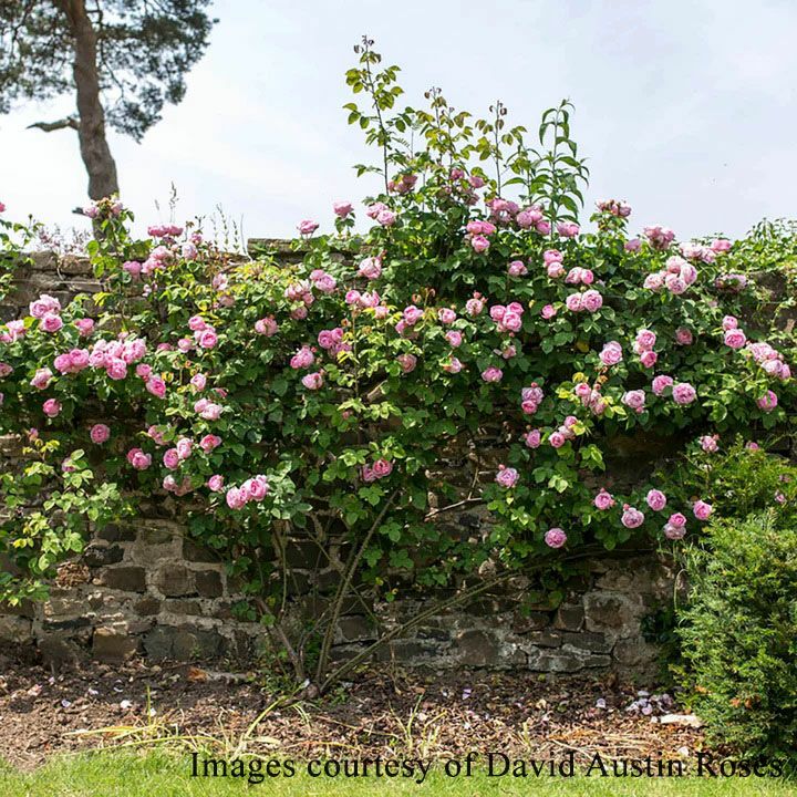 バラ苗コンスタンススプライ