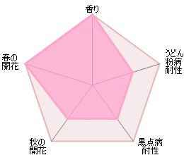 バラ苗ムンステッドウッド