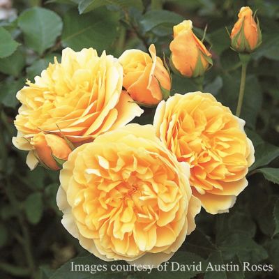 つるバラになるイングリッシュローズ | THE ROSE SHOP｜バラ専門