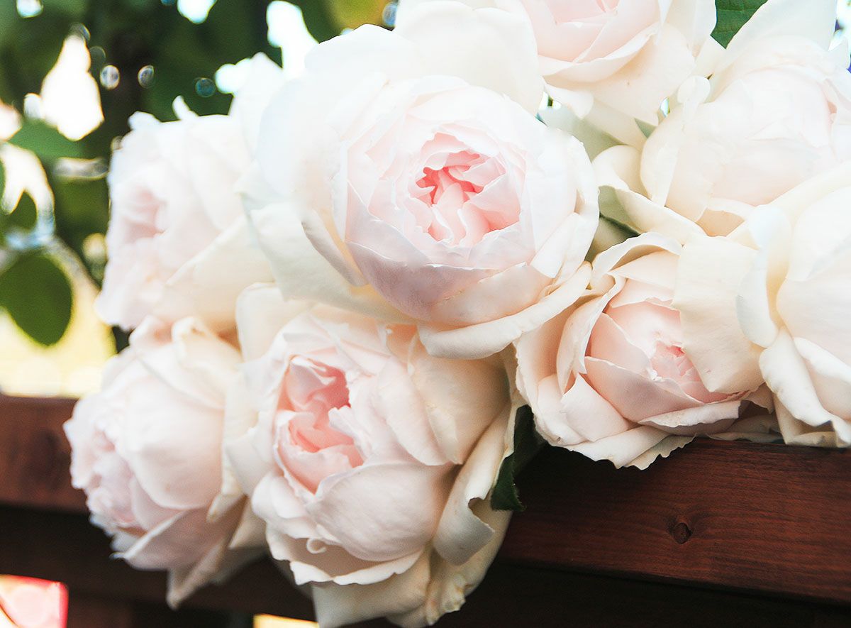 バラ苗 華宵（かしょう）