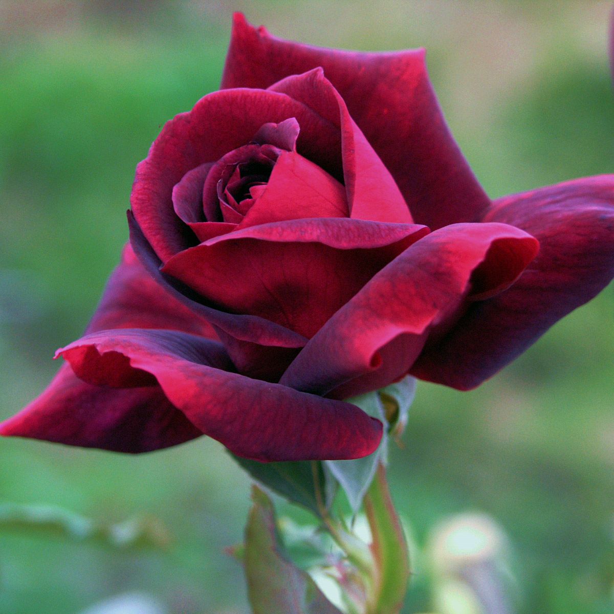 ウィークス Weeks Roses (アメリカ) | THE ROSE SHOP｜バラ専門店 ザ