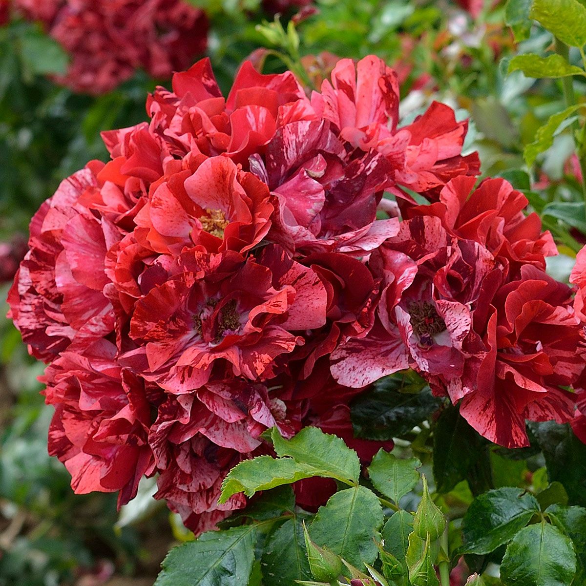 バラ苗 ラレーヌドゥラニュイ