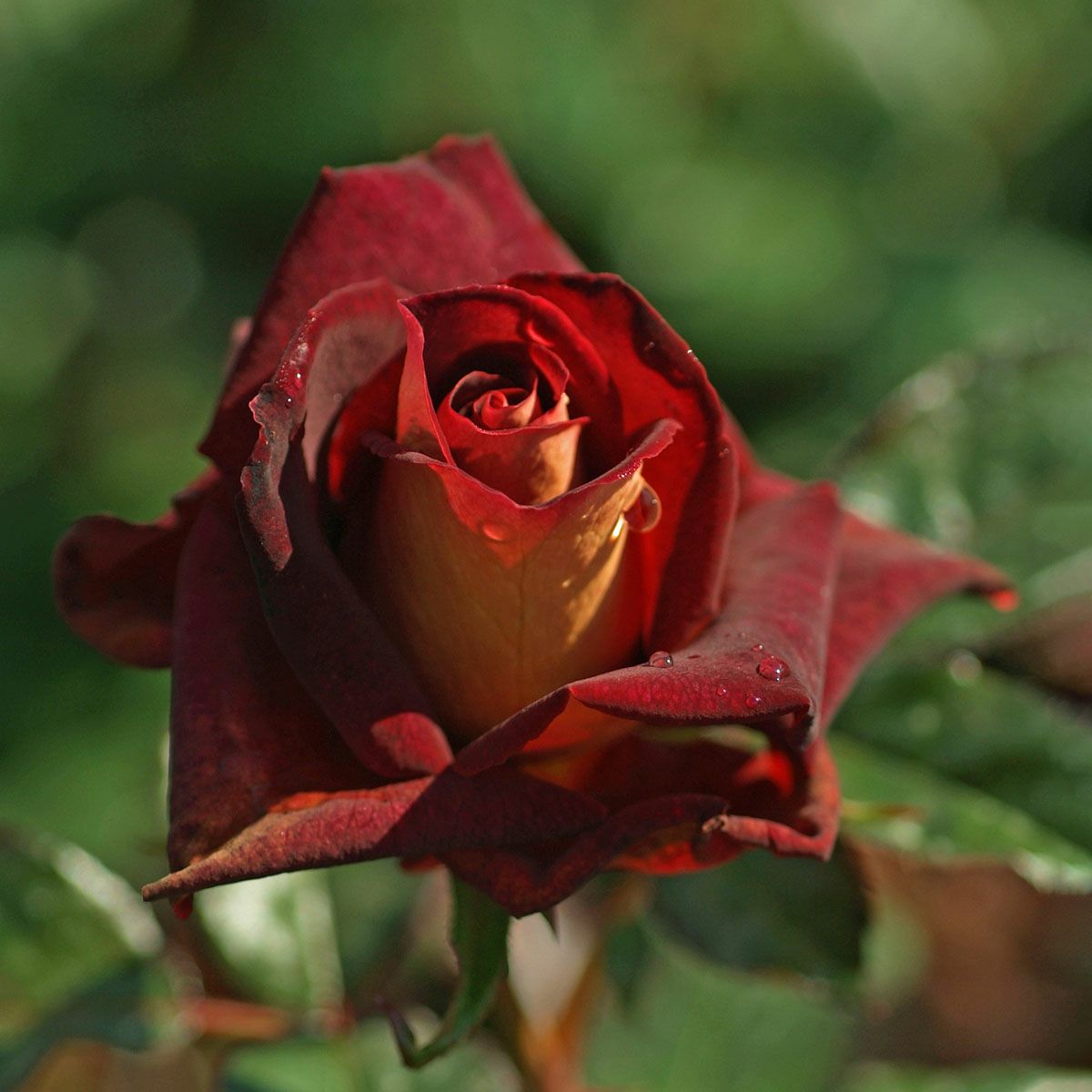 バラ苗ブラックゴールド