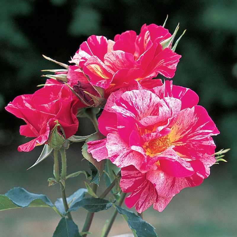 フォトカ バラ売り 楽天市場】【予約】 バラ苗 ライラックタイム ハイブリッドティー