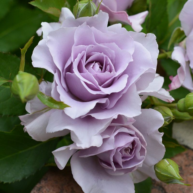 ❀専用同梱❀　バラ　苗　h　1250円 2025年バラ苗予約販売】プラム・パーフェクト | 花＆グリーン 通販