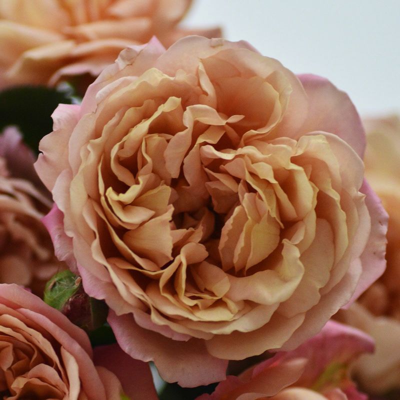 バラ苗 【マロン】 (新苗) フロリバンダ 四季咲き 中輪 ブラウン系