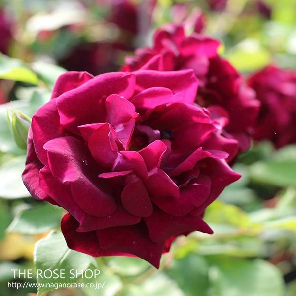 バラ苗ルイ14世