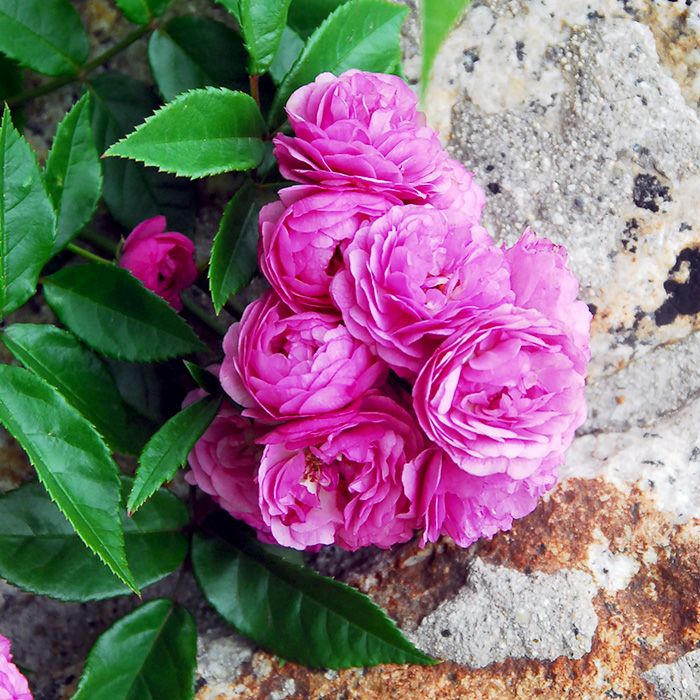 バラ苗 000000010499-01-m.jpg?t=