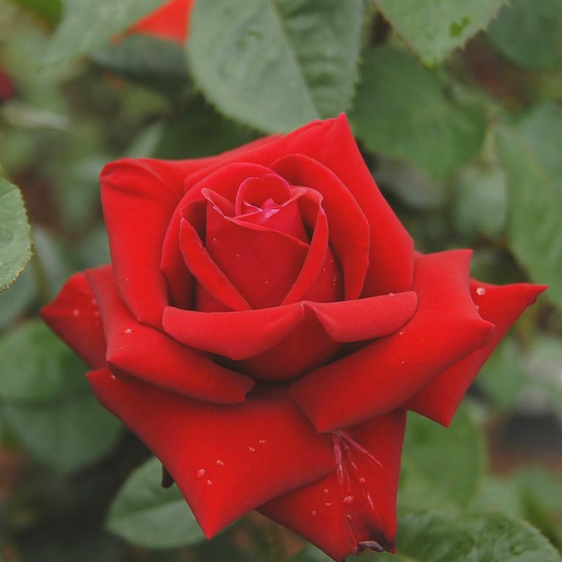 バラ苗ローズオオサカ