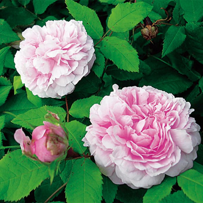 オールドローズ | THE ROSE SHOP｜バラ専門店 ザローズショップ 本店