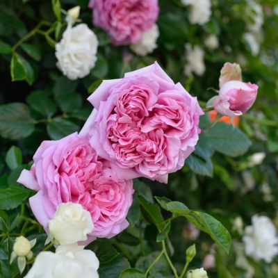 フレンチローズ | THE ROSE SHOP｜バラ専門店 ザローズショップ