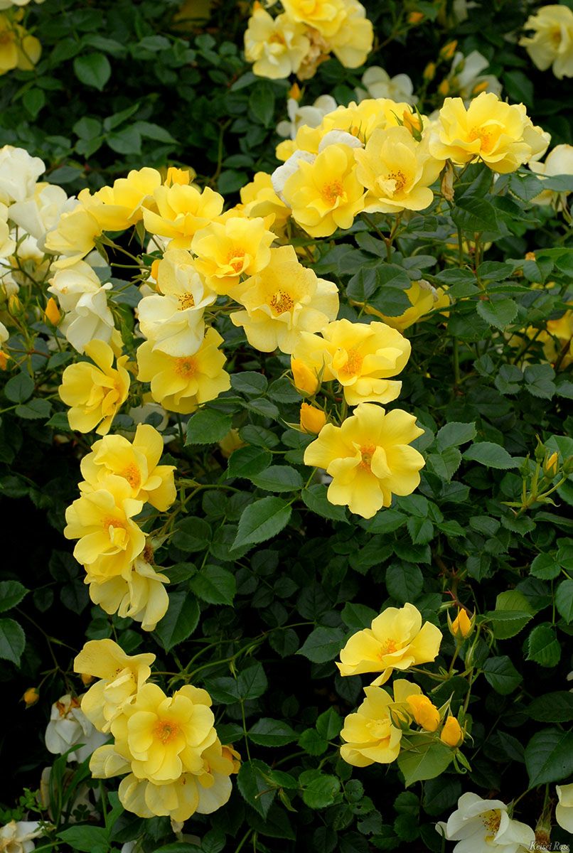 バラ苗リモンチェッロ