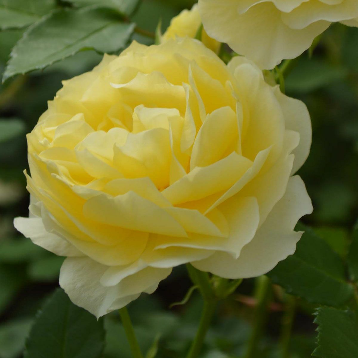 レア❀専用❀　バラ　苗　幻想的カラー　イエロー2200円 楽天市場】バラ苗 つるゴールデンエンブレム つるバラ クライミング