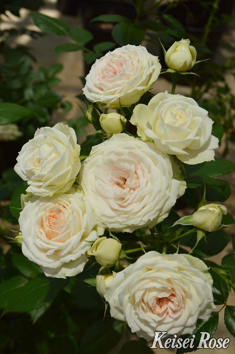 バラ苗クラリス