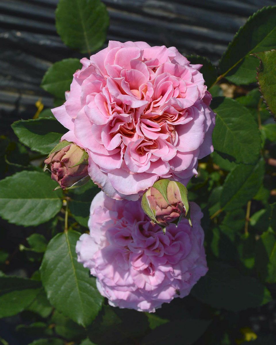 バラ苗アシュリー