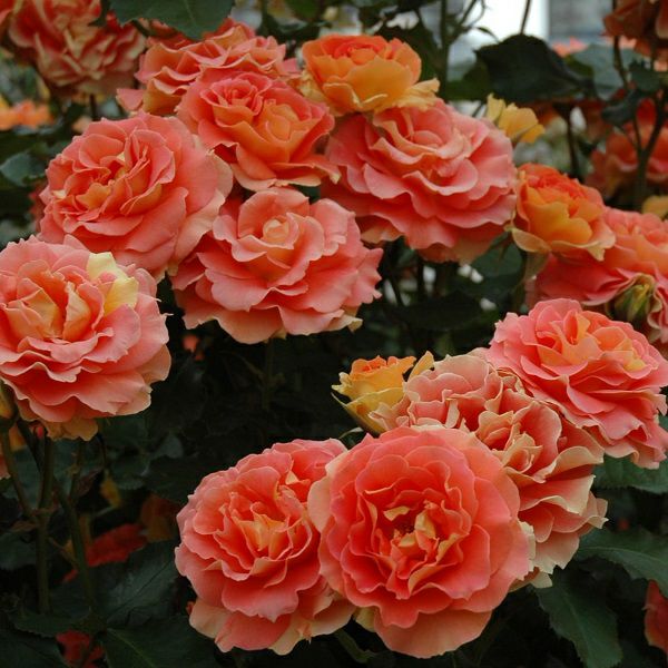 邦ロックラババン　バラ売り バラ苗 【ブラスバンド】 (アウトレット苗) フロリバンダ 四季咲き 中