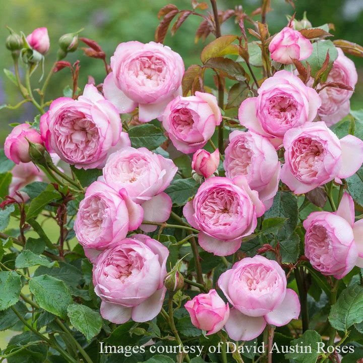 予約苗 バラ苗 【ザミルオンザフロス】 (大苗裸苗) シュラブ 半つる性