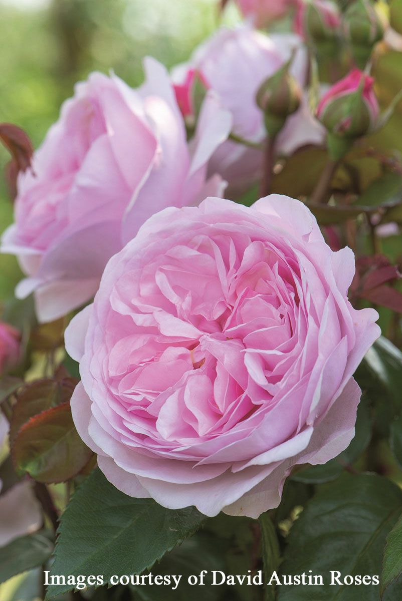 バラ苗 【オリビアローズオースチン】 (大苗) シュラブ 半つる性