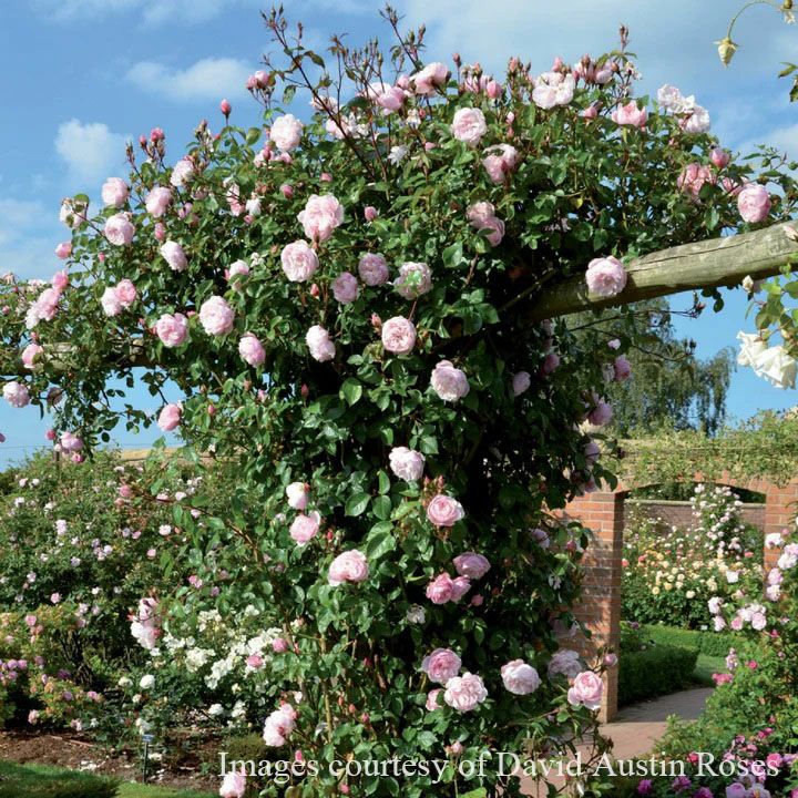バラ苗ザジェネラスガーデナー