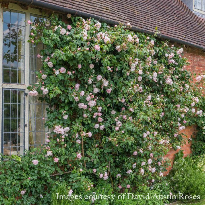 バラ苗ザジェネラスガーデナー