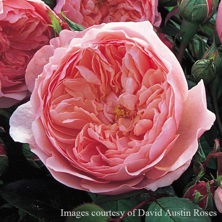 バラ苗ジアレンウィックローズ