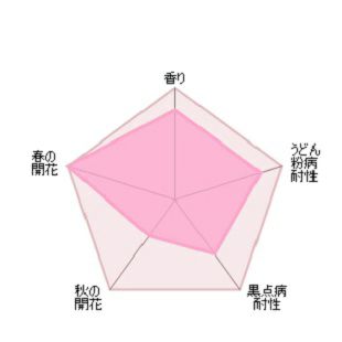 バラ苗ジエンシェントマリナー