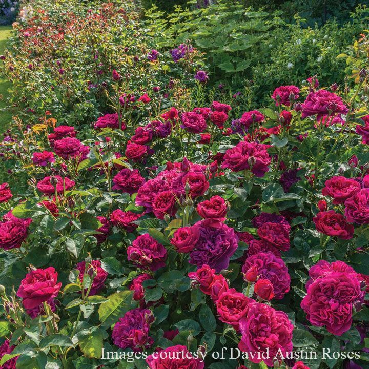 バラ苗ダーシーバッセル