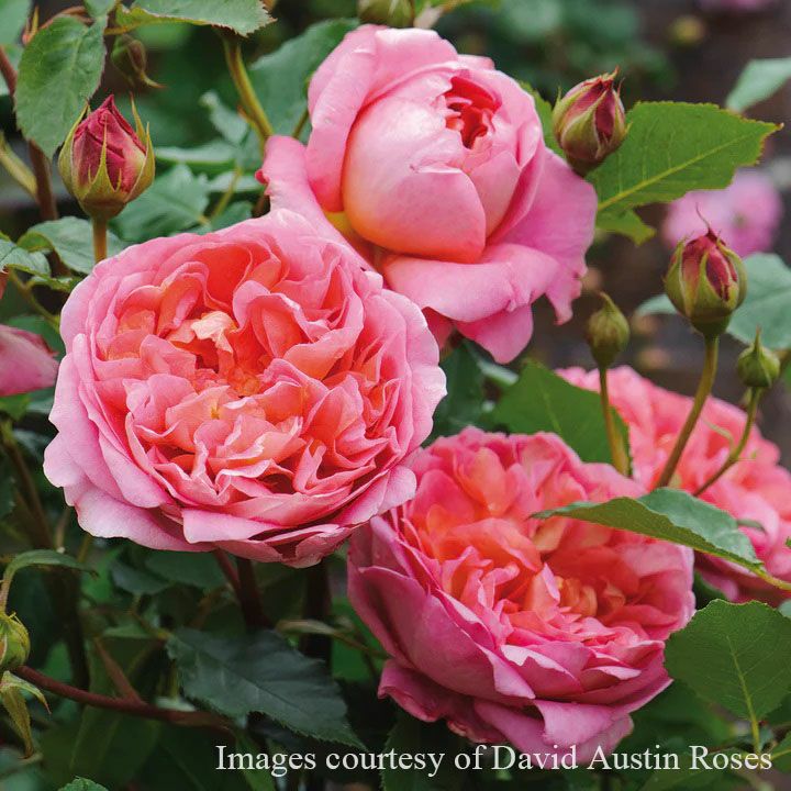 予約苗 バラ苗 【ボスコベル】 (大苗) シュラブ 返り咲き 中輪 ピンク