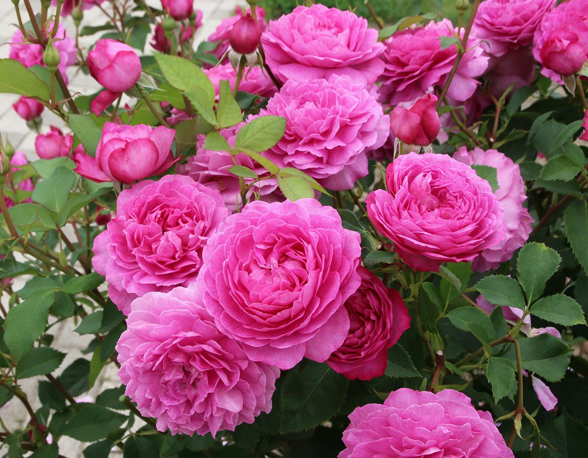 バラ苗 【フィネス】 (大苗) ハイブリッドティー 四季咲き 大輪 ピンク