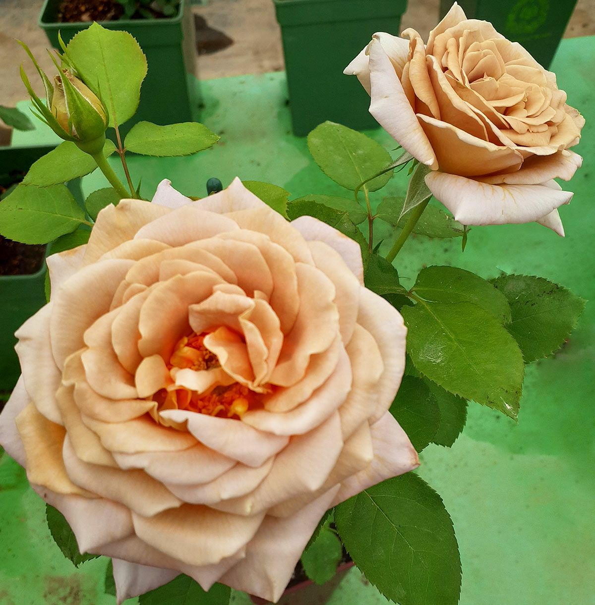 バラ苗ハニーディジョン