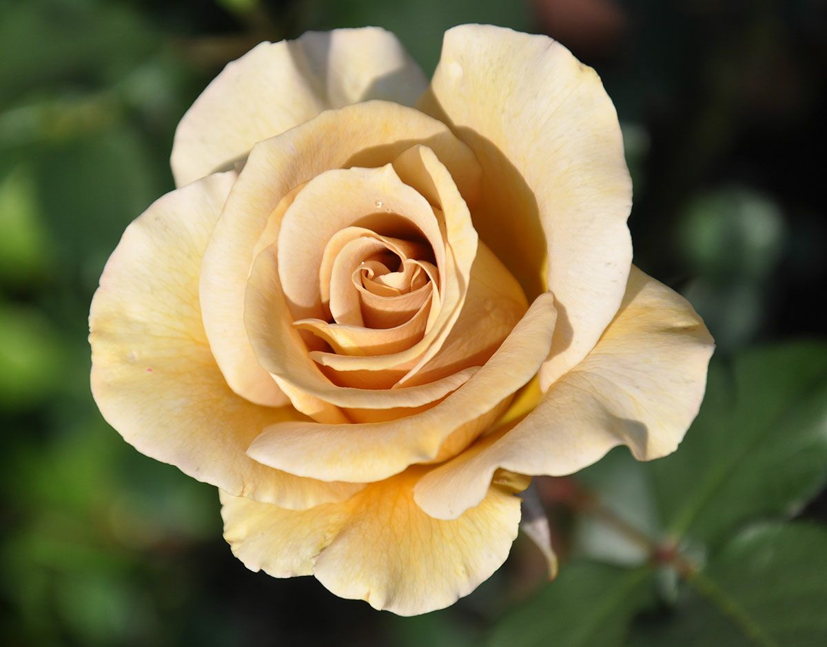 バラ苗エバンタイユドール