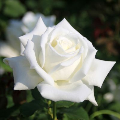 京阪園芸セレクション | THE ROSE SHOP｜バラ専門店 ザローズショップ