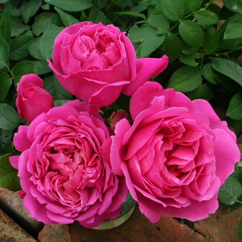 バラ苗サンテグジュペリ