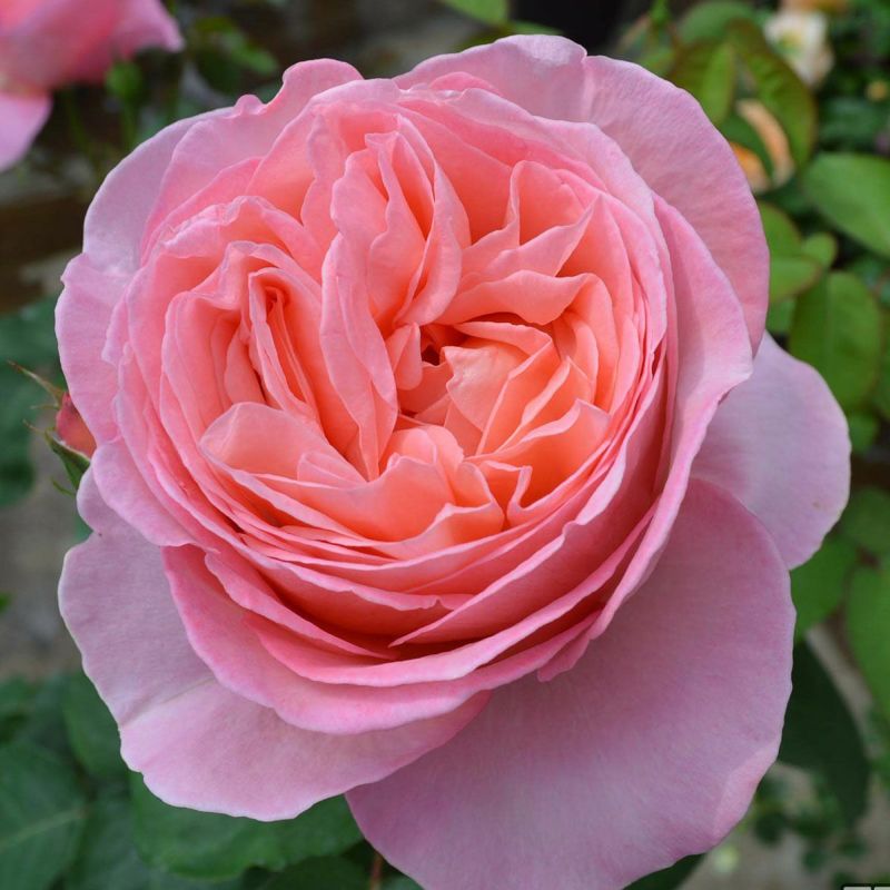 バラ苗 【マドモアゼルメイアン】 (新苗) ハイブリッドティー 四季咲き