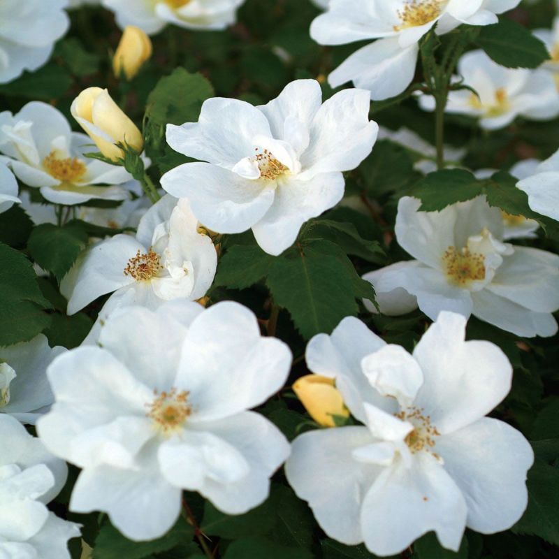 バラ苗 【ホワイトノックアウト】 (新苗) フロリバンダ 四季咲き 中輪