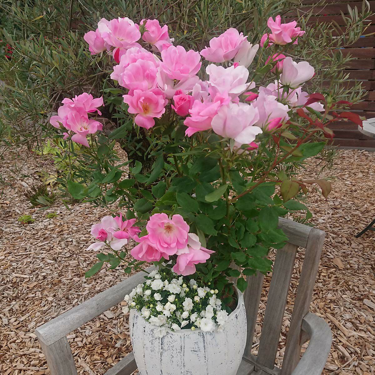 バラ苗ブラッシングノックアウト