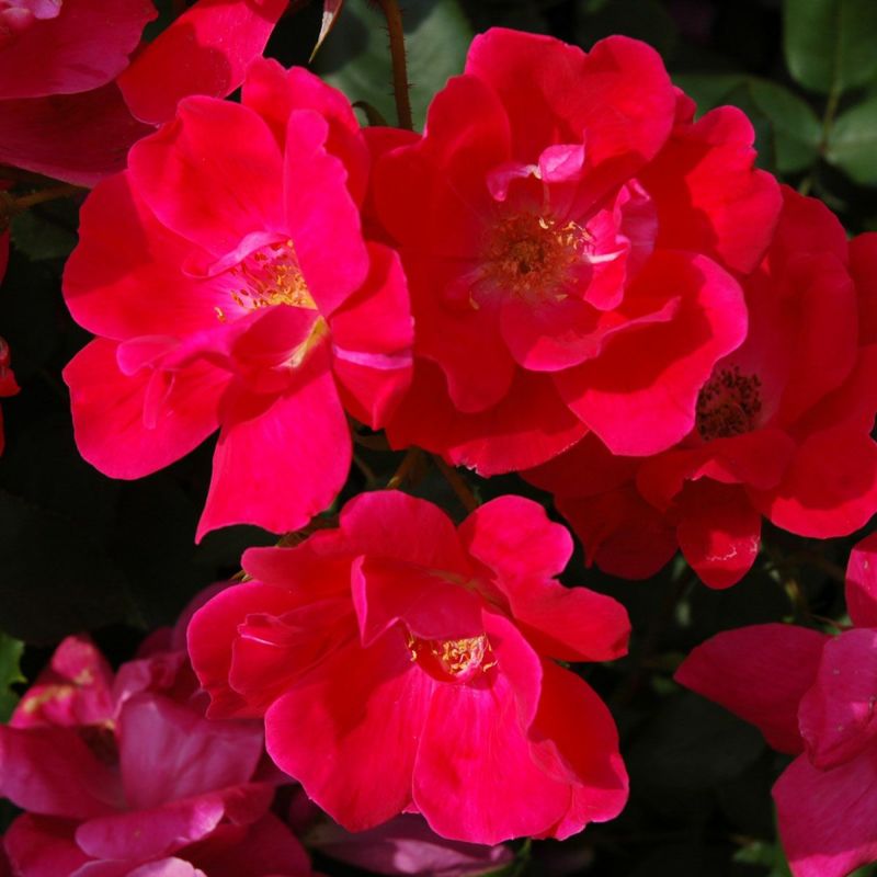 バラ苗 【ノックアウト】 (新苗) フロリバンダ 四季咲き 中輪 ピンク系