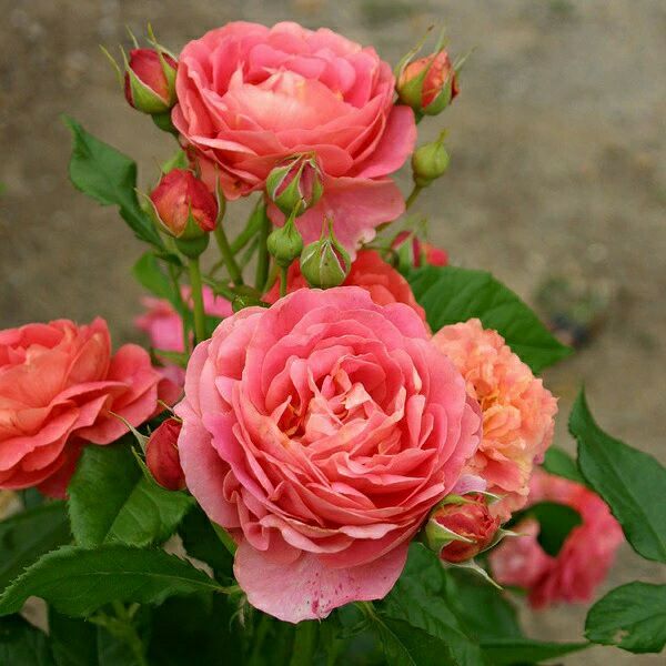 バラ苗イーハトーブの香