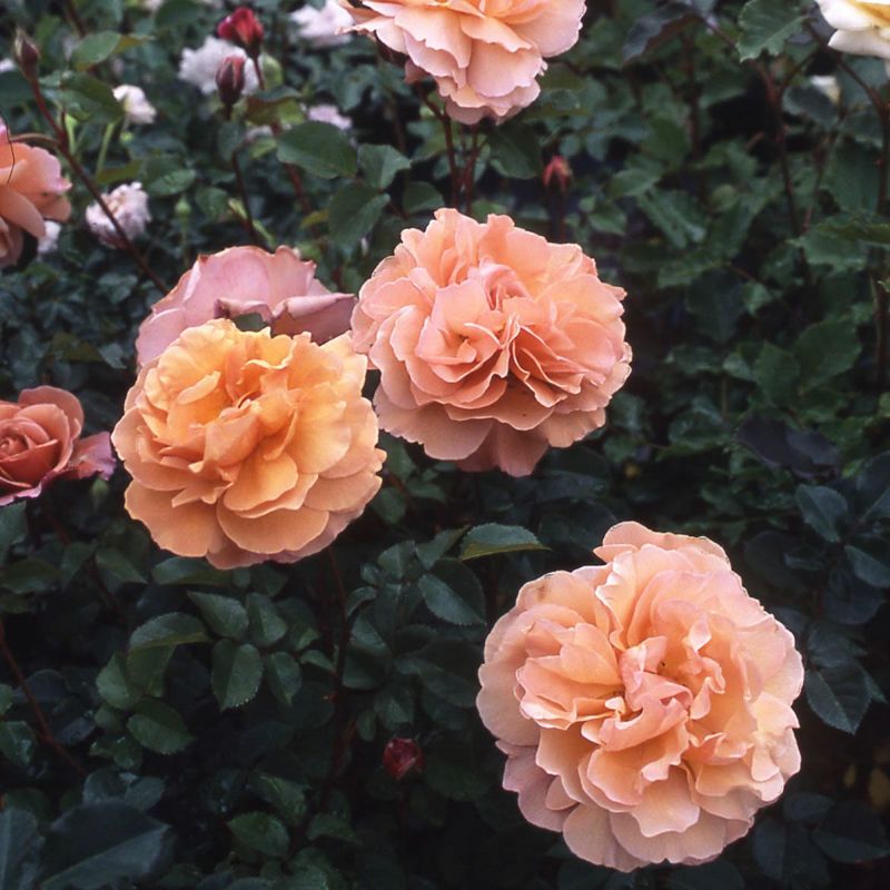 バラ苗 【空蝉 (うつせみ)】 (新苗) フロリバンダ 四季咲き中輪