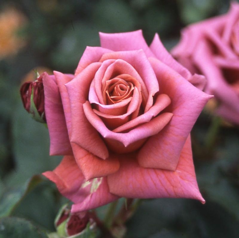 バラ苗 【禅 (ぜん)】 (新苗) フロリバンダ 四季咲き 中輪 ブラウン系