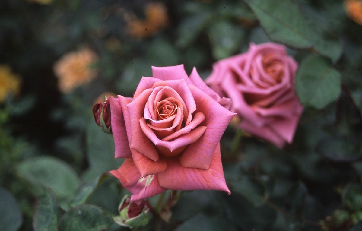 バラ苗禅(ぜん)